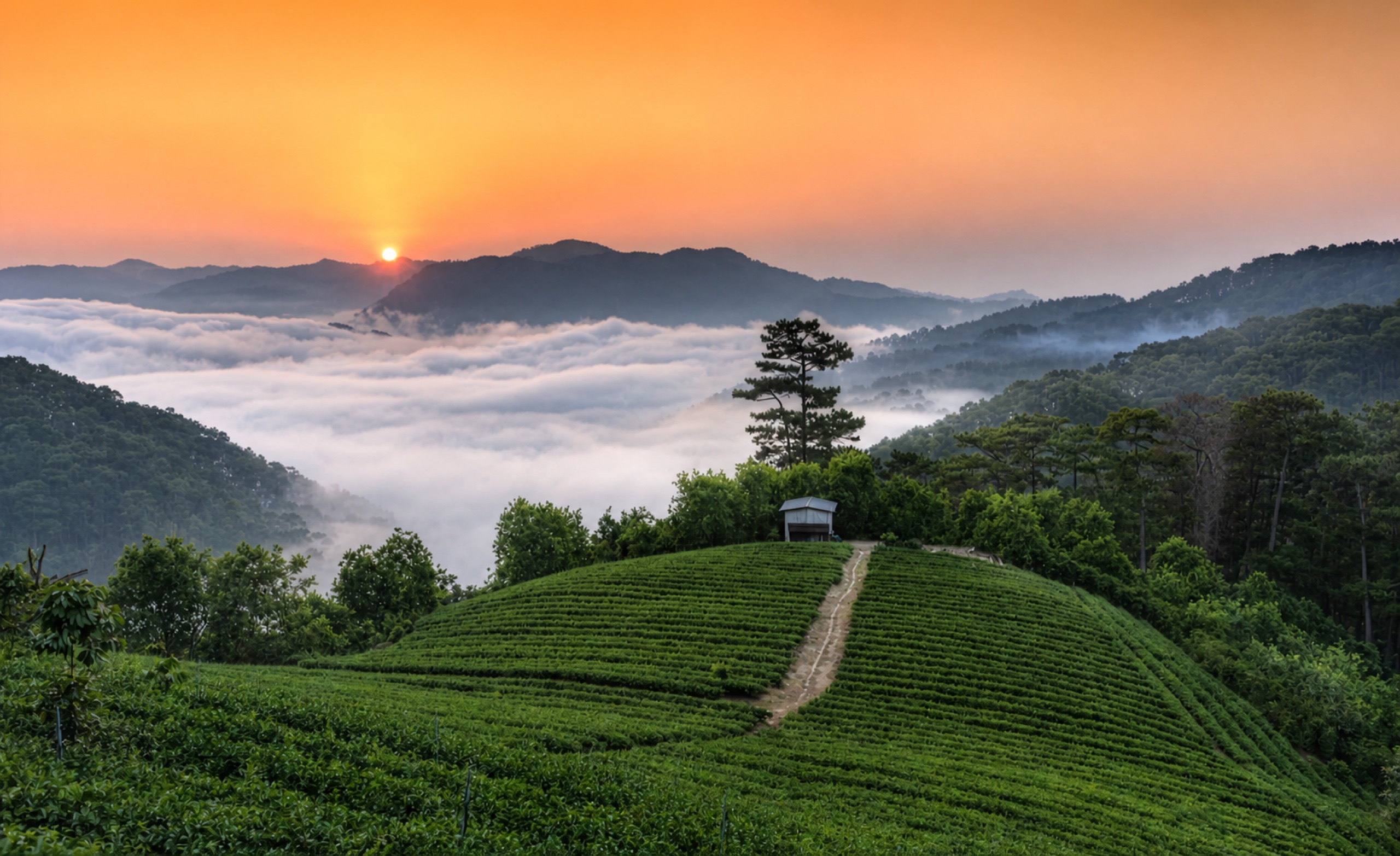 Đồi chè và rừng thông Đà Lạt trong bình minh