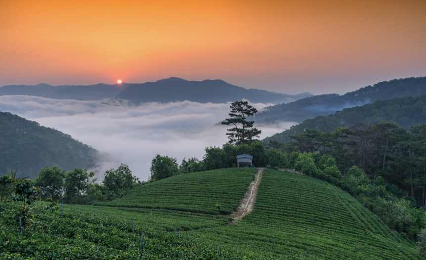 Vùng nguyên liệu bền vững Đà Lạt